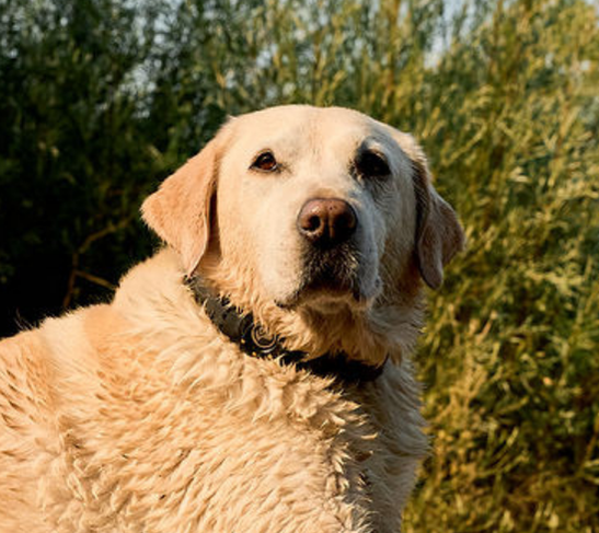 Golden retriever in yard